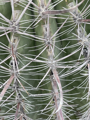 Ferocactus peninsulae