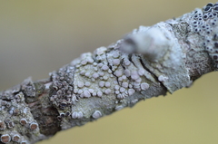 Lecanora caesiorubella
