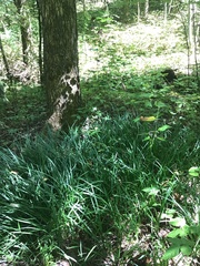 Setaria viridis