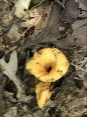 Turbinellus floccosus