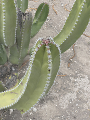 Lophocereus schottii