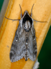 Sphinx poecila