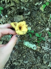 Turbinellus floccosus