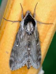 Sphinx poecila