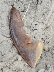 Limulus polyphemus
