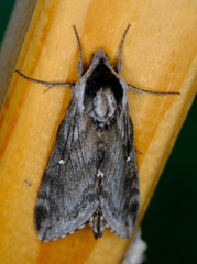 Sphinx poecila