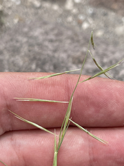 Bouteloua aristidoides