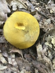 Retiboletus ornatipes