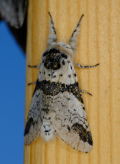 Furcula scolopendrina