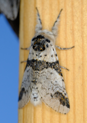 Furcula scolopendrina