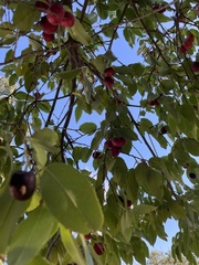 Prunus ilicifolia