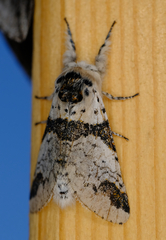 Furcula scolopendrina