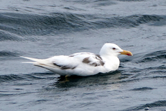 Larus fuscus