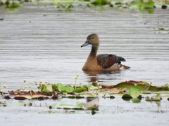 Dendrocygna javanica