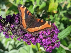 Aglais milberti