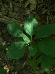 Cornus alternifolia