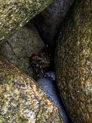 Pachygrapsus crassipes