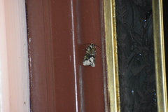 Lacinipolia explicata