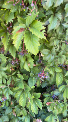 Parthenocissus inserta