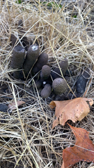 Xylaria polymorpha