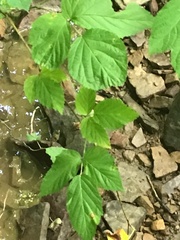 Rubus occidentalis