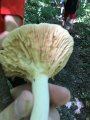 Russulaceae