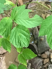 Rubus occidentalis
