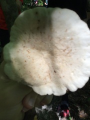 Russulaceae