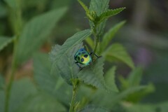 Chrysocoris