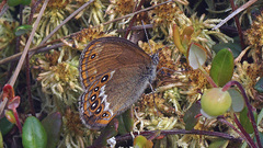 Coenonympha hero