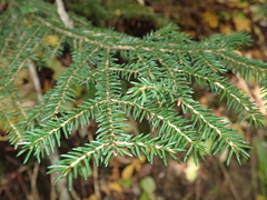 Picea orientalis