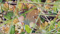 Coenonympha hero
