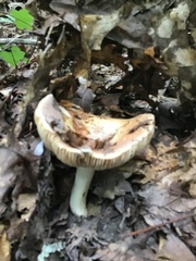 Russula compacta