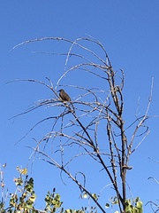 Toxostoma redivivum