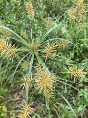 Cyperus