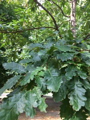 Quercus cerris
