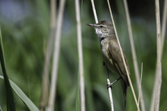 Acrocephalus arundinaceus