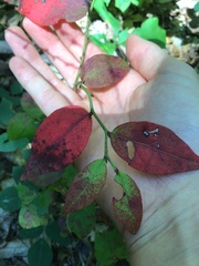 Vaccinium fuscatum