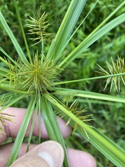 Cyperus
