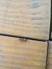 Camponotus americanus