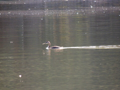 Podiceps major