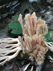 Ramaria formosa