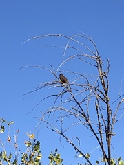 Toxostoma redivivum