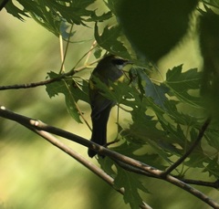 Vermivora chrysoptera