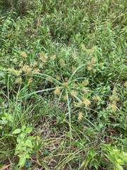 Cyperus