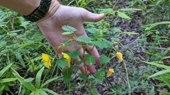Chamaecrista