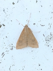 Udea ferrugalis