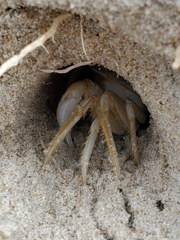 Ocypode quadrata