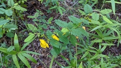 Chamaecrista
