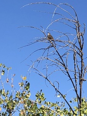 Toxostoma redivivum